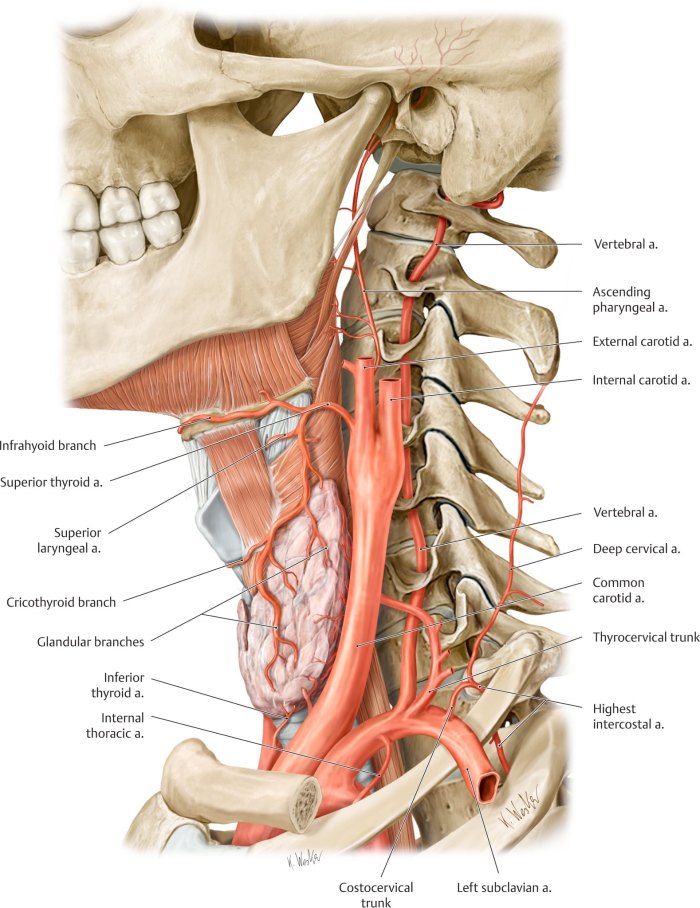 Arteries  of the neckLeft lateral view. The structures of the neck are primarily supplied by the external carotid artery (anterior branches) and the subclavian artery.