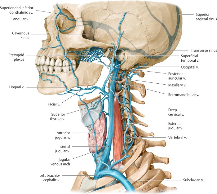 Veins of the neck -Left lateral view. The principal veins of the neck are the internal, external, and anterior jugular veins.